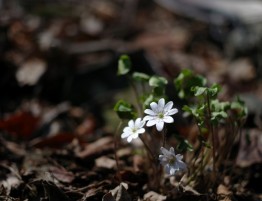 선교소식란 (1)